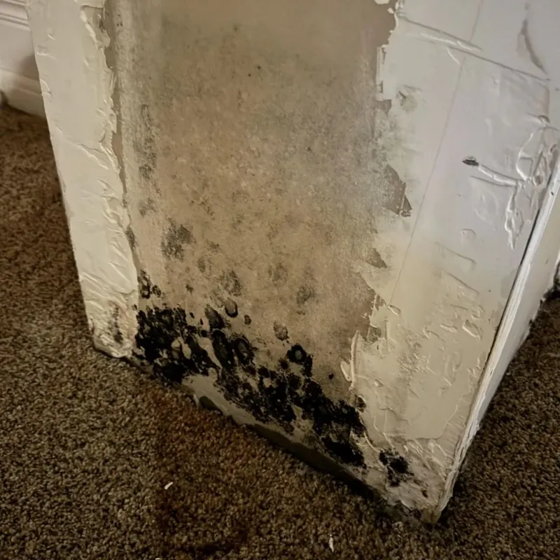 Professional Mold Removal in West Lafayette, OH